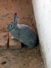 Prodám králíky samice i samce - 9