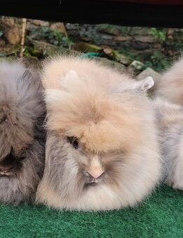 Teddy králíčci nádherná mláďata - 9