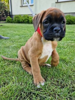 Německý boxer, štěnatka - 9