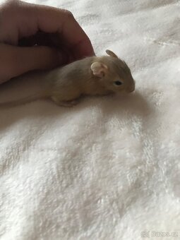 Osmák degu - 9