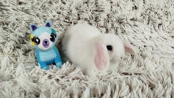 Zakrslý beránek, králíček, králík - TYMIÁN - 9