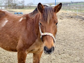 Pony valach 13 let cca 130cm - 9