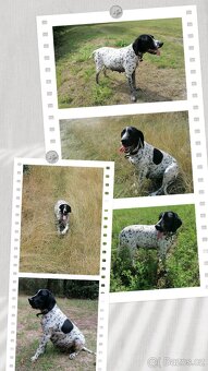 Auvergne Hound - puppies - 9