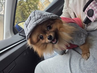 Přijímáme rezervace na štěňata pomeraniana - 9