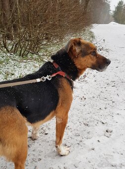RON K ADOPCI - vděčný mazel, parťák, vhodný k dětem - 9
