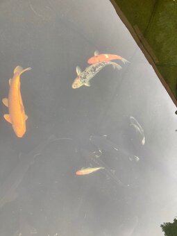Koi kapři a jeseteři - 9