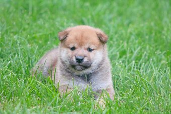 Shiba inu s PP - 9