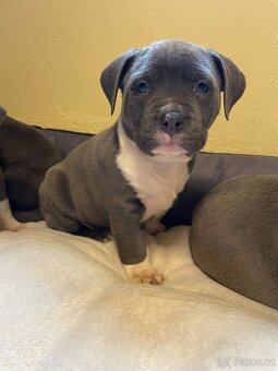 Americký stafordšírsky teriér - 9