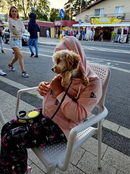 Nabizim ke kryti maltipoo bez pp - 9