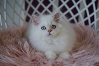 Britská koťátka  v exkluzivních barvách - 9