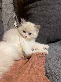 Ragdoll koťata s PP - 9