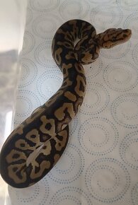 Krajta královská mláďata ze spojení Spotnose pastel clown - 9