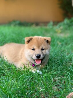 Shiba inu - 9