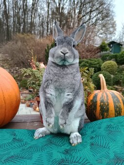 Zakrslý REX činčilový oceněná samička 94b - 9