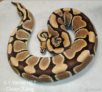 Krajta královská subadult a adult - 9