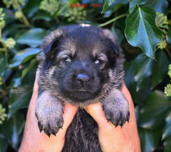 Německý ovčák -Štěnata s PP (FCI) - 9