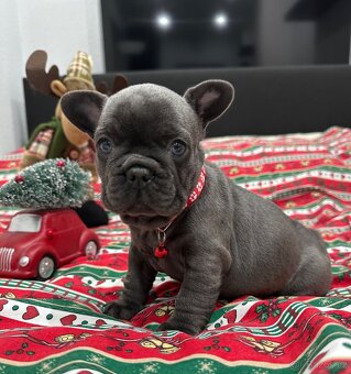 Francouzský buldoček - 9