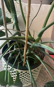 Monstera Teplice rostlina - 9