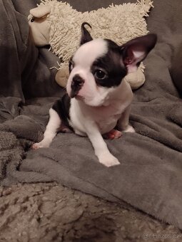 Bostonský teriér s PP FCI - 9