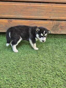 Sibiřský Husky - štěně - 9