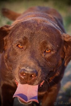 Štěňata Labrador-Labradorský Retrívr Fenečky - 9
