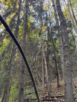 Prodej lesního pozemku v k.ú. Hostice - 9