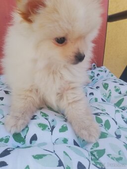 Pomeranian špic - 9