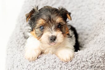 Biewer a Biro Yorkshire Terrier s PP, Jorkšír terier s PP - 9