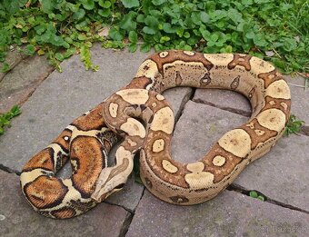 Boa imperator - Aztec Anery het VPI, VPI Jungle Aztec - 9