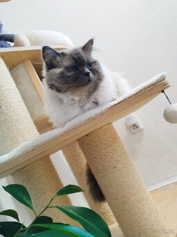 Nabízím kocoura Ragdoll ke krytí - 9