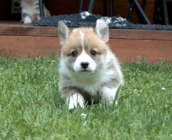 Welsch corgi pembroke s PP - 9