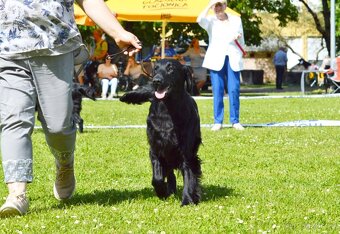 Flat Coated Retriever - pejsci s průkazem původu - 9
