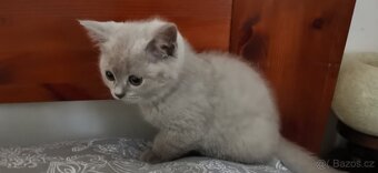 Britská koťátka, 2holky 2 kluci k odběru - 9