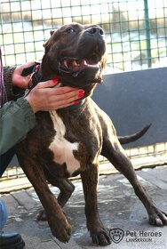Sorbon - bandog kříženec - 9