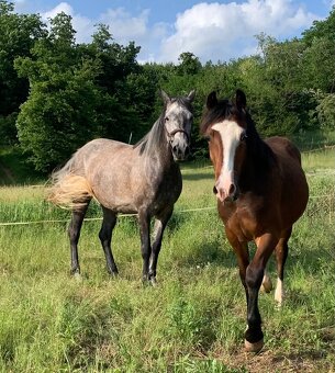 Welsh pard Bred malý sportovní kůň - 9