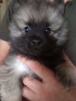Německý vlčí špic (keeshond) - štěńátka s PP - 9
