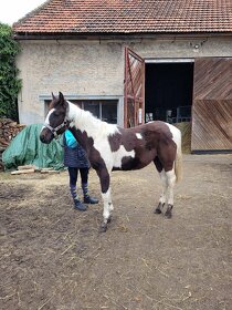 Paint Horse - hřebeček - 9