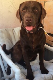Štěňátka labradorského retrívra - 9