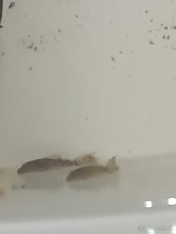Ancitrus long fin(závojnatý) a polozávojnatý - 9