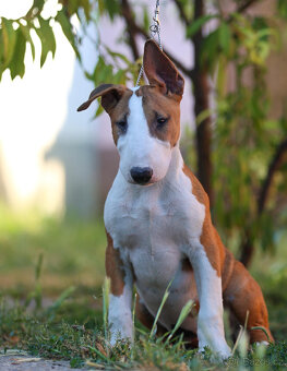 Bullterrier, Bullterier, Bulterier - 9