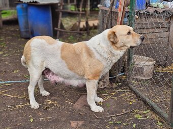 Středoasijský pastevecký pes - 9