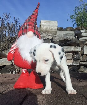 Dalmatin již k odběru - 9