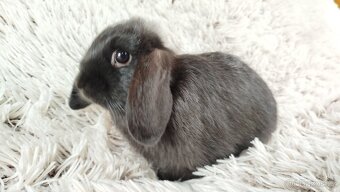 Zakrslý beránek, králíček, králík - ELLA - 9