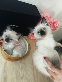 3 krásná koťátka plemene Ragdoll 🖤🐈 - 9