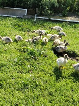 Kachny, kachny a kachny - 9