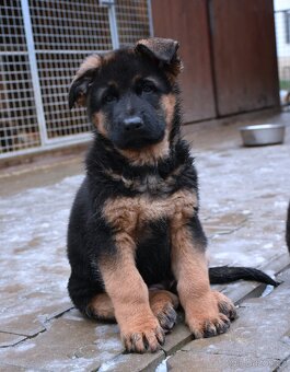 Německý Ovčák štěňata , krátkosrstý pes - 9