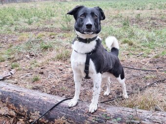 ARIELL K ADOPCI - přátelský vděčný mazel - 9