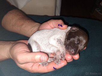 Německý ohař krátkosrstý s PP - 9