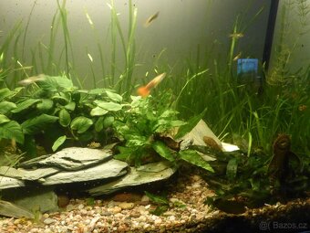 Akvarijni rostlinky - Vallisneria... - 9