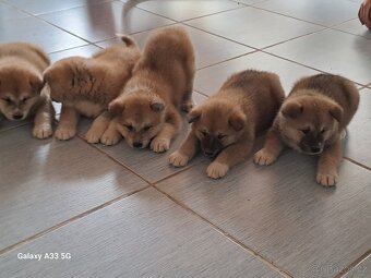Akita Inu - 9